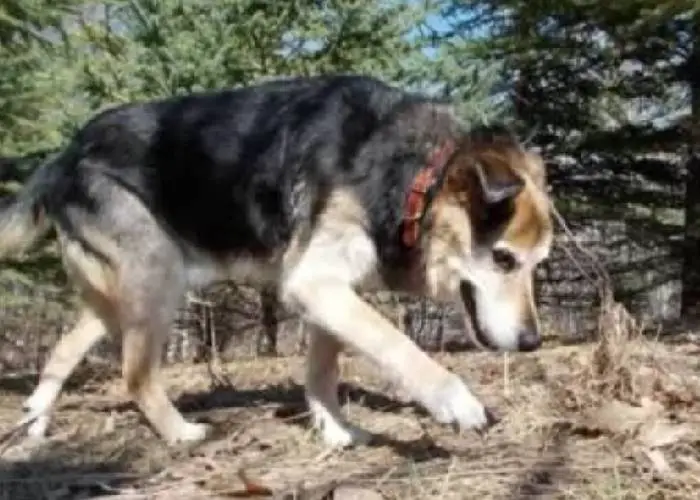 Antes de dormir para sempre, este cachorro de 20 anos fez o passeio predileto ao lado do tutor cachorro-idoso-faz-o-ultimo-passeio-com-o-tutor