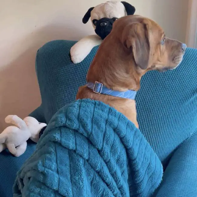 Cachorro resgatado ansioso arrasta o cobertor que ganhou por toda a parte cachorro-resgatado-arrasta-o-cobertor-que-ganhou-por-toda-a-parte