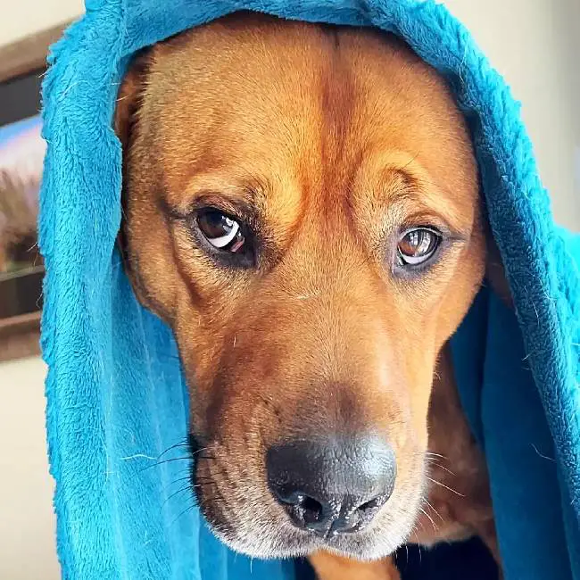 Cachorro resgatado ansioso arrasta o cobertor que ganhou por toda a parte cachorro-resgatado-arrasta-o-cobertor-que-ganhou-por-toda-a-parte