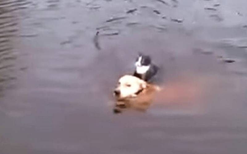 Cachorro salva gato que caiu no lago e estava de afogando cachorro-salva-gato-que-caiu-no-lago