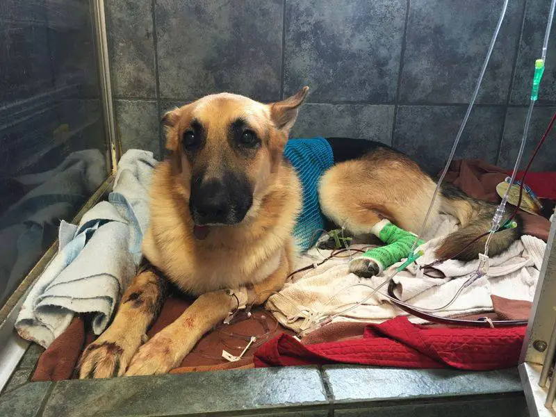 Cachorro herói salva menina da picada de uma cascavel