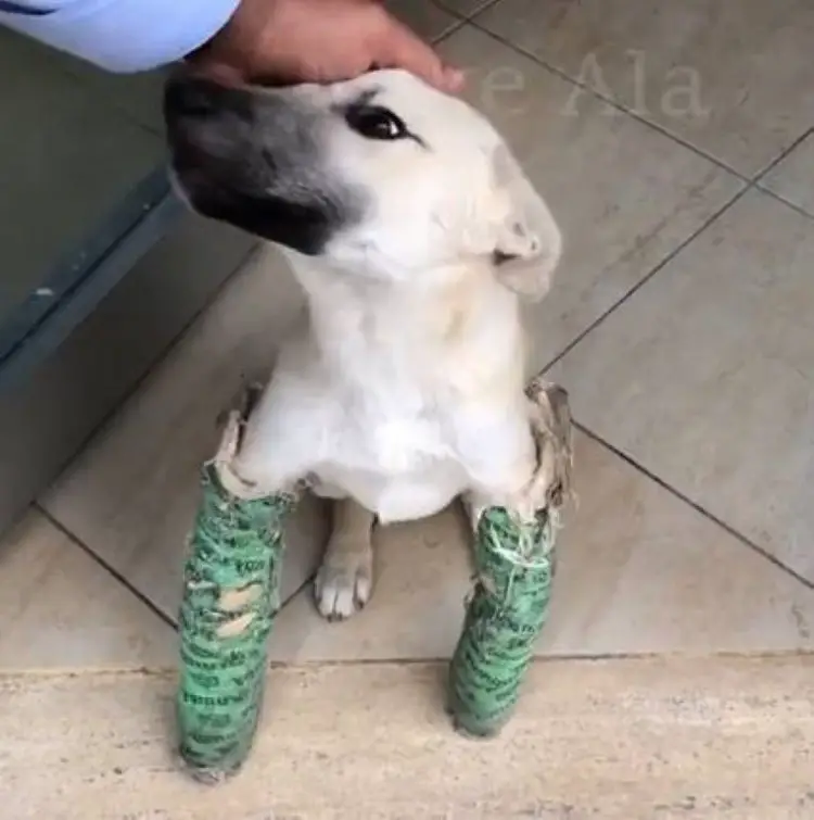 cachorro-tem-as-pernas-deformadas-por-causa-do-corte-do-rabo
