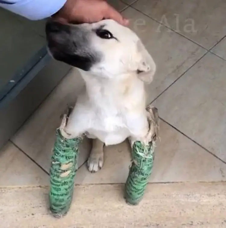 Cachorro tem as pernas deformadas por causa do corte do rabo quando filhote cachorro-tem-as-pernas-deformadas-por-causa-do-corte-do-rabo
