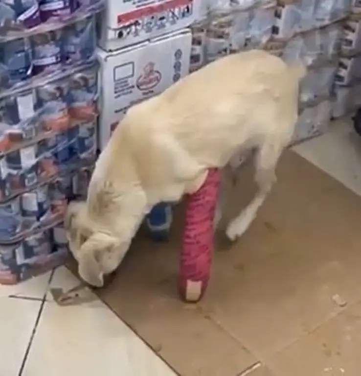 Cachorro tem as pernas deformadas por causa do corte do rabo quando filhote cachorro-tem-as-pernas-deformadas-por-causa-do-corte-do-rabo