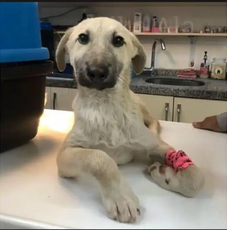 Cachorro tem as pernas deformadas por causa do corte do rabo quando filhote cachorro-tem-as-pernas-deformadas-por-causa-do-corte-do-rabo