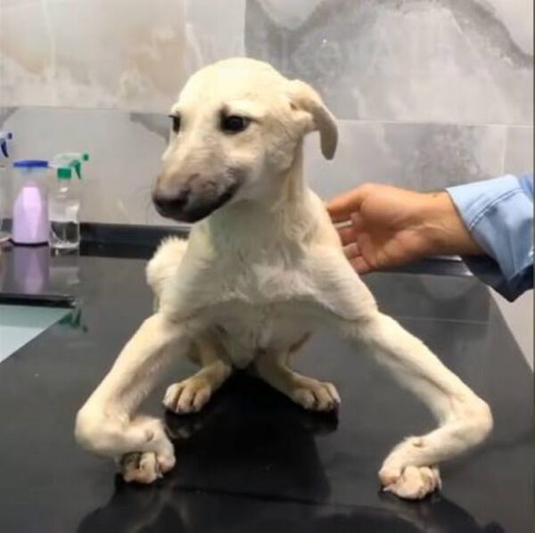 Cachorro tem as pernas deformadas por causa do corte do rabo quando filhote Cachorro tem as pernas deformadas por causa do corte do rabo quando filhote