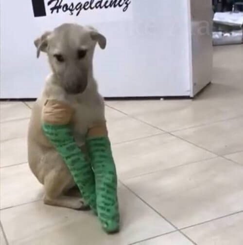 Cachorro tem as pernas deformadas por causa do corte do rabo quando filhote cachorro-tem-as-pernas-deformadas-por-causa-do-corte-do-rabo