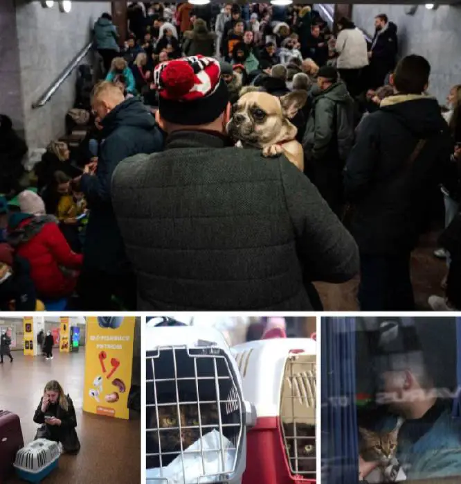 Ucranianos só estão fugindo se puderem levar seus animais de estimação caes-e-a-guerra-na-Ucrania