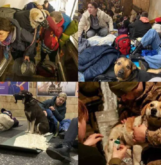 Ucranianos só estão fugindo se puderem levar seus animais de estimação caes-e-a-guerra-na-Ucrania