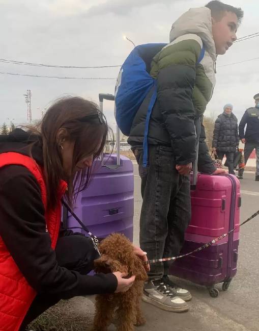 Ucranianos só estão fugindo se puderem levar seus animais de estimação caes-e-a-guerra-na-Ucrania