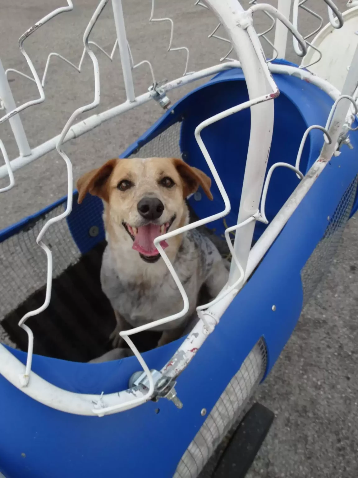 Casal constrói trenzinho para cães de rua resgatados casal-constroi-trenzinho-para-caes-de-rua-resgatados