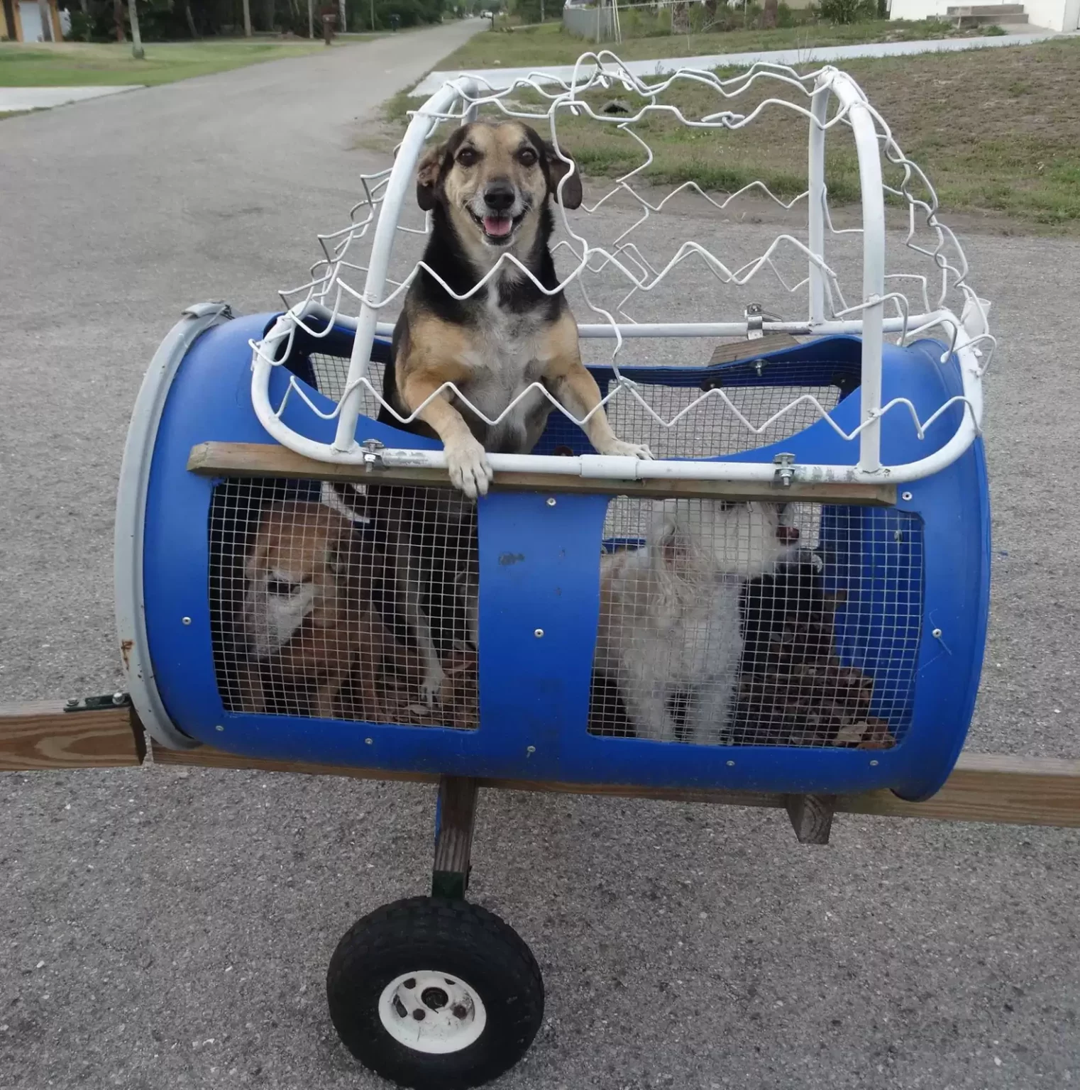 Casal constrói trenzinho para cães de rua resgatados casal-constroi-trenzinho-para-caes-de-rua-resgatados