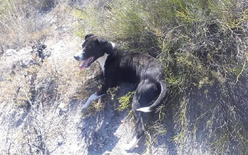 Ciclistas interrompem treino para salvar cachorro abandonado na estrada ciclistas-interrompem-treino-para-salvar-um-cachorro