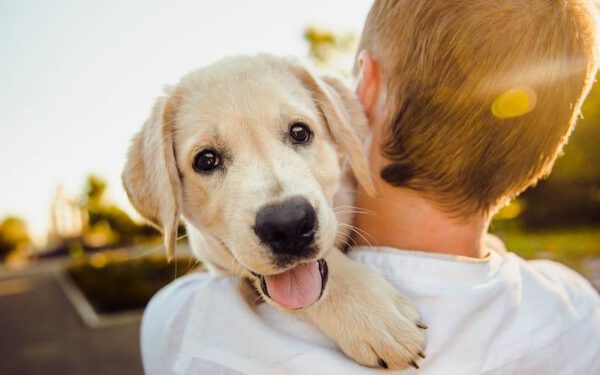 10 coisas que o seu cão gostaria que você soubesse