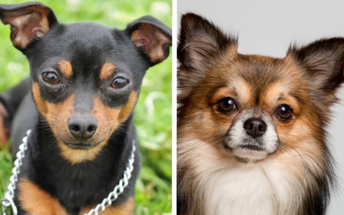 Diferenças entre pinscher e chihuahua