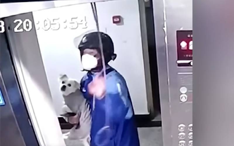 Entregador salva cachorro que ficou preso em elevador entregador-salva-cachorro-que-ficou-preso-em-elevador