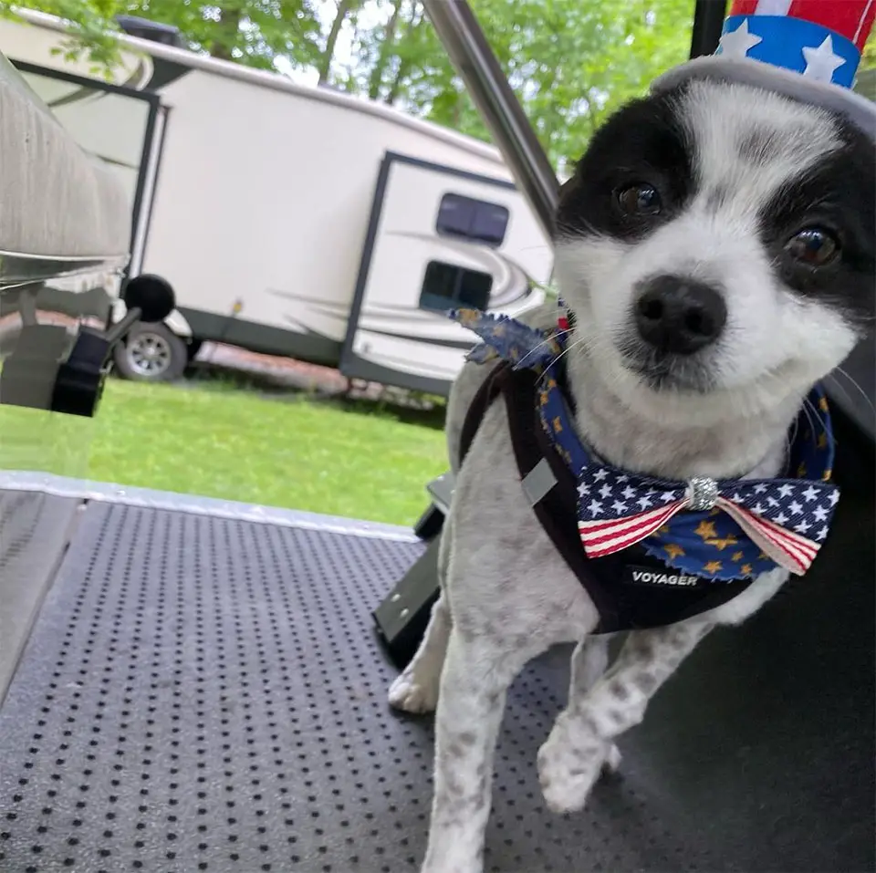 Cachorrinho que não para de sorrir é a coisa mais feliz que você verá hoje