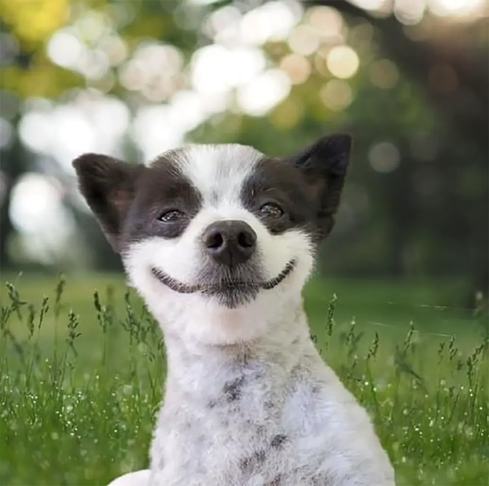 Cachorrinho que não para de sorrir é a coisa mais feliz que você verá hoje