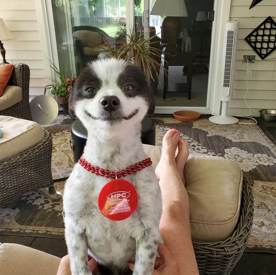 Cachorrinho que não para de sorrir é a coisa mais feliz que você verá hoje