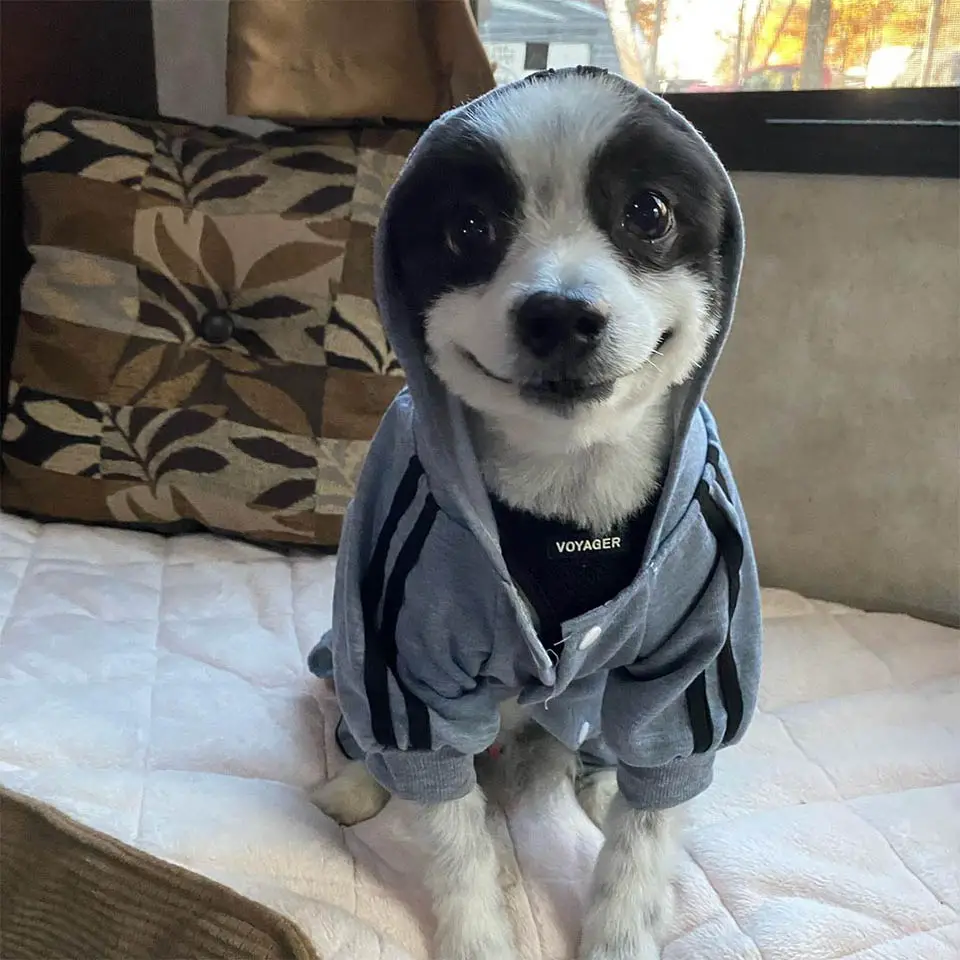 Cachorrinho que não para de sorrir é a coisa mais feliz que você verá hoje