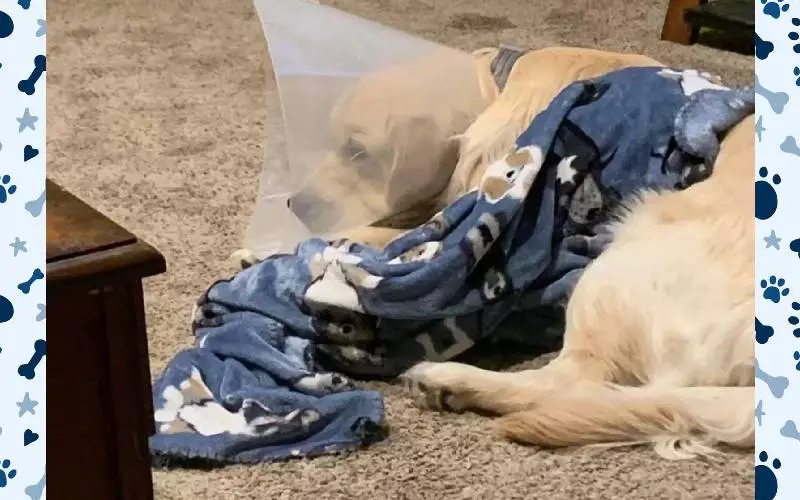 Este cachorro odiava usar o cone, até mudar de ideia. Agora ele não quer que seja tirado este-cachorro-nao-quis-saber-de-tirar-o-cone-de-protecao