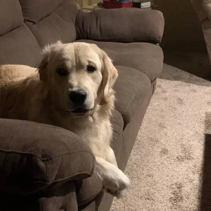 Este cachorro odiava usar o cone, até mudar de ideia. Agora ele não quer que seja tirado Este cachorro odiava usar o cone, até mudar de ideia. Agora ele não quer que seja tirado