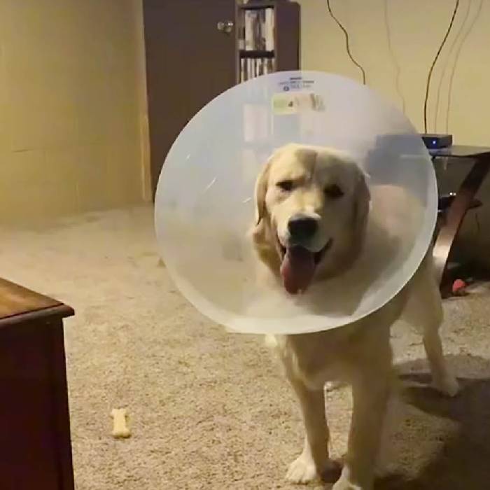 Este cachorro odiava usar o cone, até mudar de ideia. Agora ele não quer que seja tirado este-cachorro-nao-quis-saber-de-tirar-o-cone-de-protecao