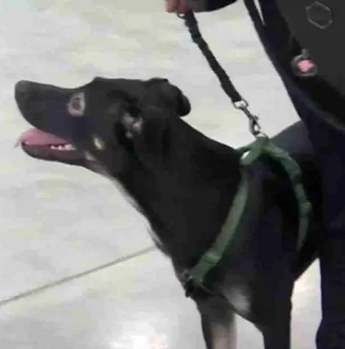 Estudante se recusa a deixar a Ucrânia sem o seu amado cachorro estudante-se-recusa-a-deixar-a-Ucrania-sem-o-cachorro