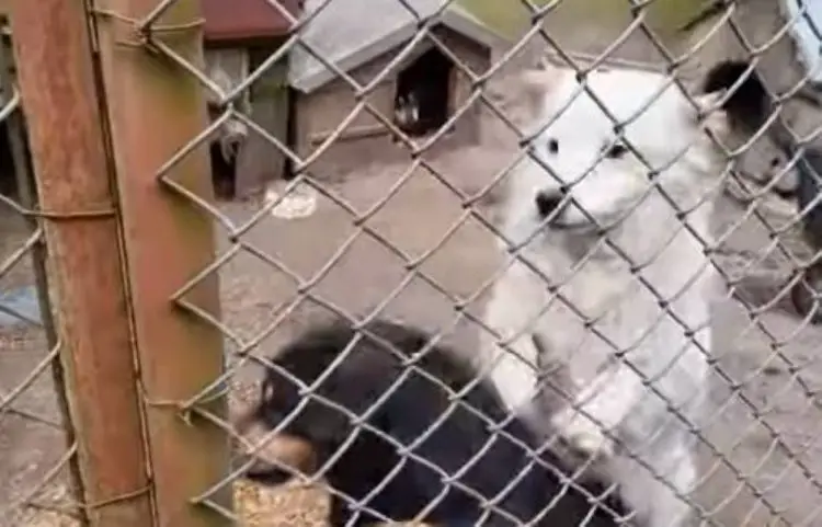Jornalista mostra a realidade de centenas de cães abandonados na Ucrânia guerra-na-Ucrania-gera-centenas-de-caes-abandonados