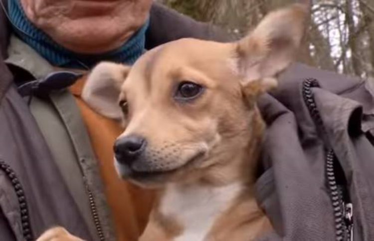 Jornalista mostra a realidade de centenas de cães abandonados na Ucrânia guerra-na-Ucrania-gera-centenas-de-caes-abandonados