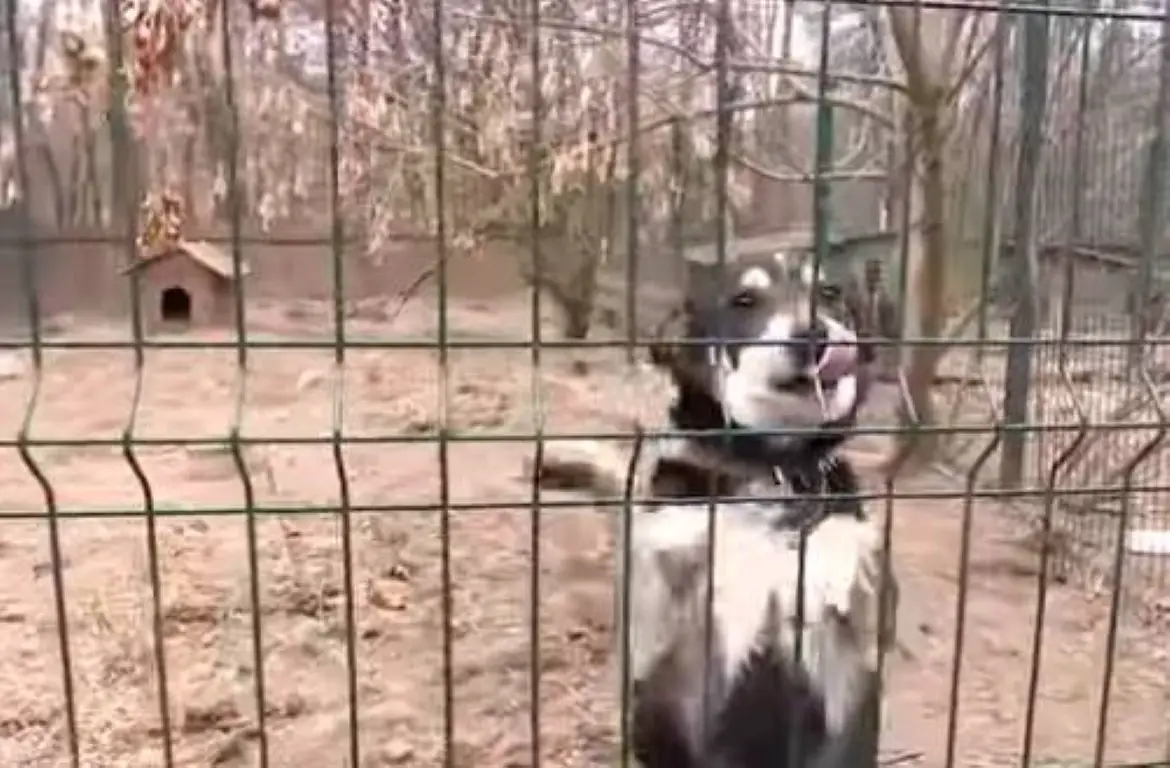 Jornalista mostra a realidade de centenas de cães abandonados na Ucrânia guerra-na-Ucrania-gera-centenas-de-caes-abandonados