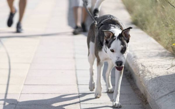Site disponibiliza o guia pet-friendly de BC atualizado Site disponibiliza o guia pet-friendly de BC atualizado