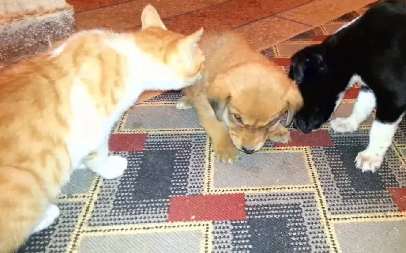 Homem resgata cachorrinho com fome, frio e dor e o leva para casa homem-resgata-cachorrinho-com-fome-frio-e-dor