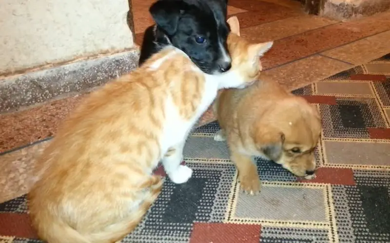 Homem resgata cachorrinho com fome, frio e dor e o leva para casa homem-resgata-cachorrinho-com-fome-frio-e-dor