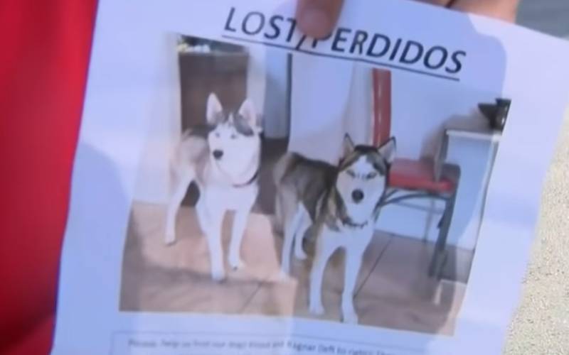 Homem se emociona ao reencontrar os seus cachorros perdidos em um abrigo para animais homem-se-emociona-ao-reencontrar-os-caes-perdidos