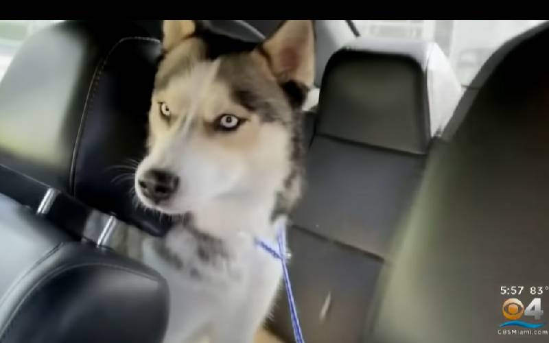 Homem se emociona ao reencontrar os seus cachorros perdidos em um abrigo para animais homem-se-emociona-ao-reencontrar-os-caes-perdidos