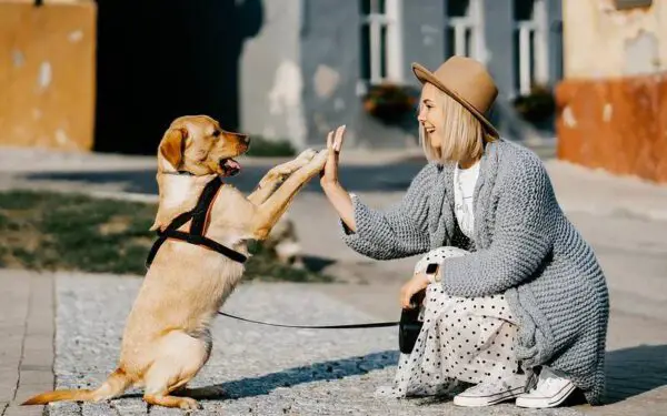 10 maneiras dos cães de demonstrar amor