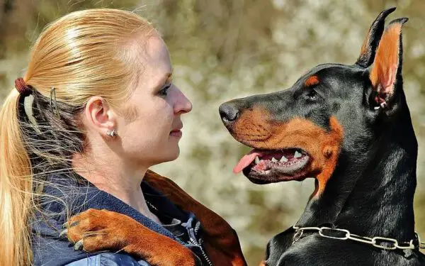 10 maneiras dos cães de demonstrar amor