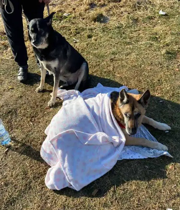 Mulher foge da guerra carregando cachorro idoso nas costas por 15 km mulher-foge-da-guerra-carregando-cachorro-idoso-nas-costas