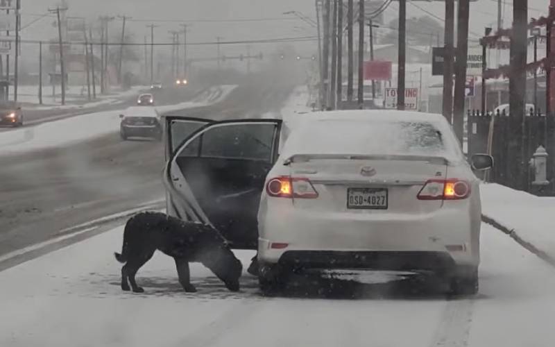 Mulher para o carro para salvar cachorro coberto de neve mulher-para-o-carro-para-salvar-cachorro-coberto-de-neve