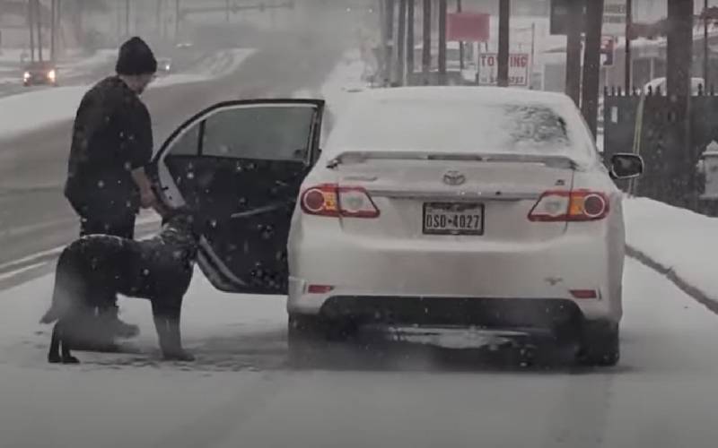 Mulher para o carro para salvar cachorro coberto de neve mulher-para-o-carro-para-salvar-cachorro-coberto-de-neve