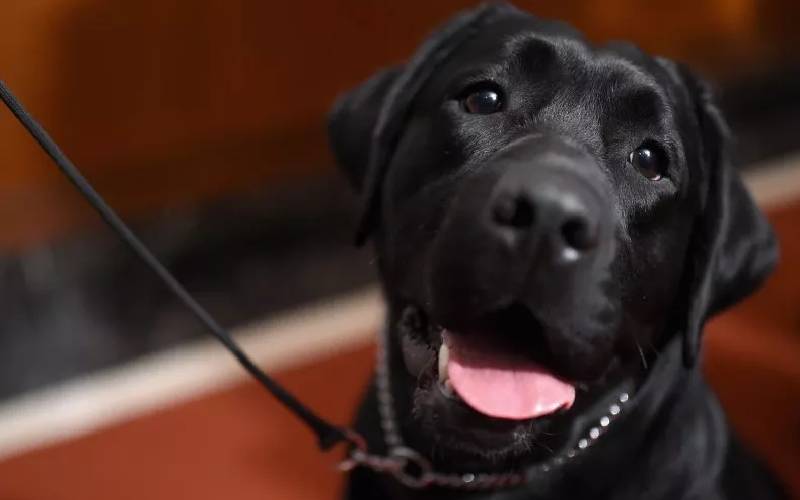 Mulher para o carro para salvar cachorro coberto de neve mulher-para-o-carro-para-salvar-cachorro-coberto-de-neve