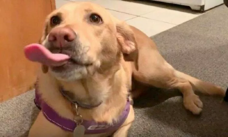 Olive, a cachorra gulosa que sorri quando ouve o nome do seu prato favorito