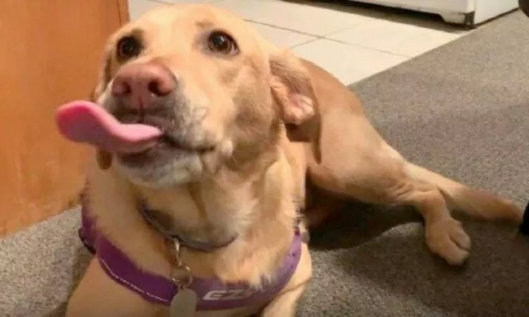 Olive, a cachorra gulosa que sorri quando ouve o nome do seu prato favorito Olive, a cachorra gulosa que sorri quando ouve o nome do seu prato favorito