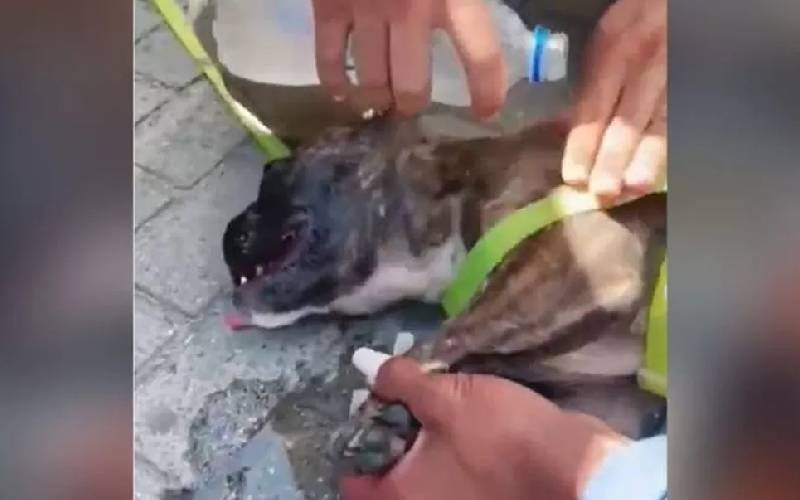 Policial quebra janela e resgata cachorro preso em carro superaquecido pm-resgata-cachorro-preso-em-carro-superaquecido