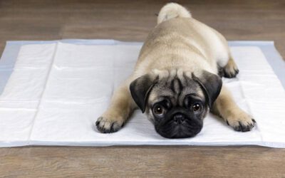 Tapete higiênico para cães: prós e contras