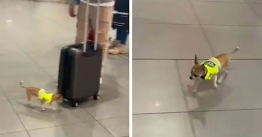 Pequeno chihuahua treinado para ser um minidetector de drogas, vira policial em aeroporto um-minidetector-de-drogas-canino
