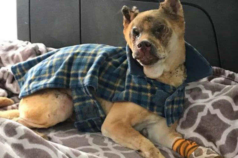 Veterinária passa a noite no chão ao lado de cão acidentado em um incêndio veterinaria-passa-a-noite-do-chao-ao-lado-de-cao-acidentado