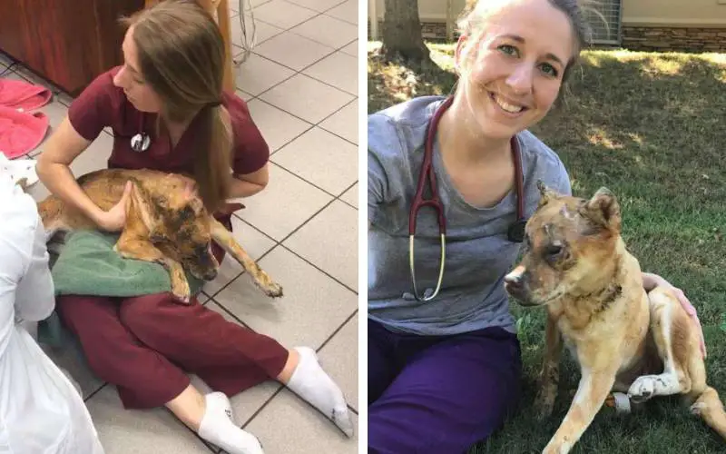 Veterinária passa a noite no chão ao lado de cão acidentado em um incêndio veterinaria-passa-a-noite-do-chao-ao-lado-de-cao-acidentado