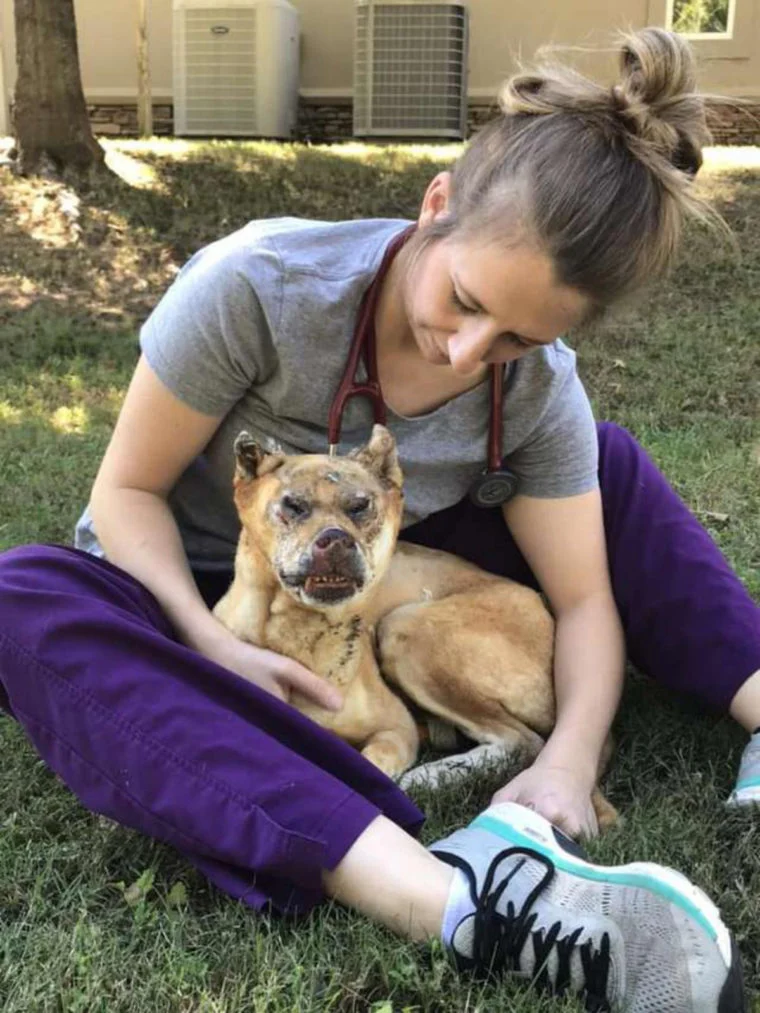Veterinária passa a noite no chão ao lado de cão acidentado em um incêndio veterinaria-passa-a-noite-do-chao-ao-lado-de-cao-acidentado